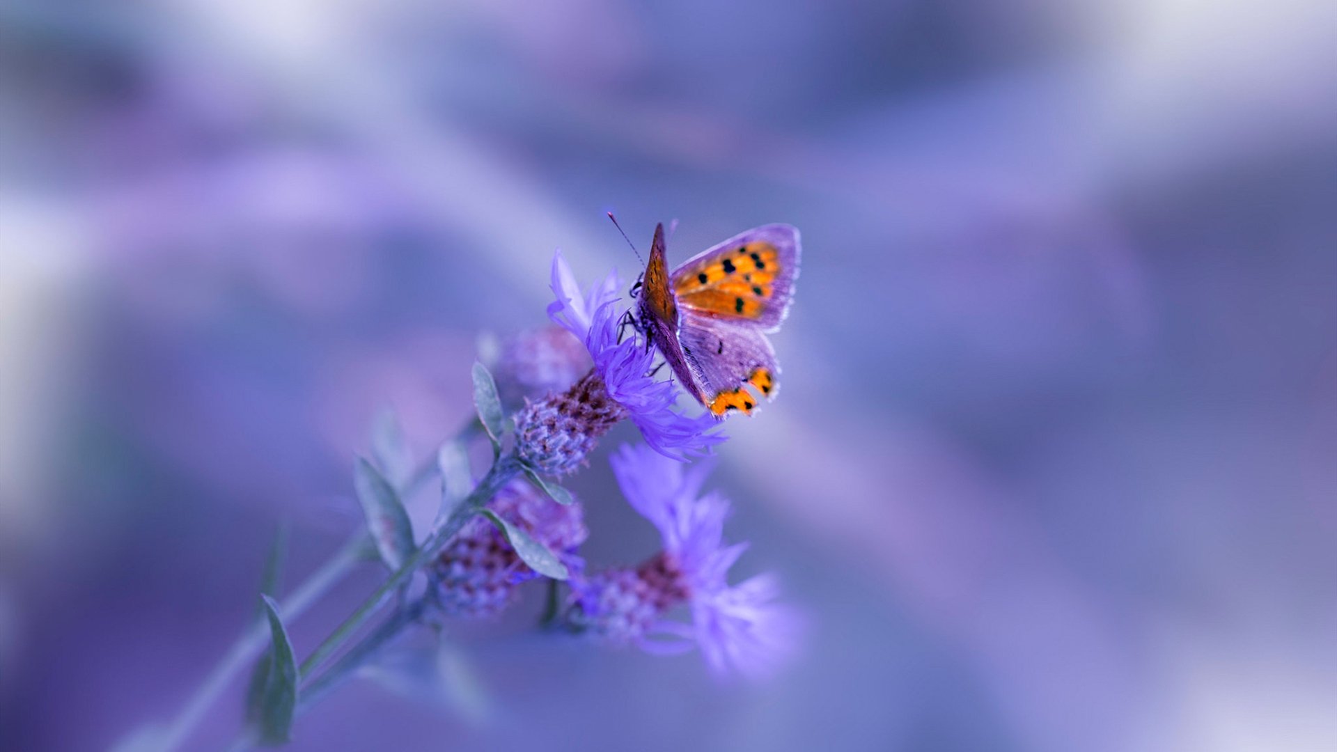 爱游戏中国官方登录入口网站-《虚拟主播与电竞合作频繁，行业生态不断丰富》，虚拟主播好看吗