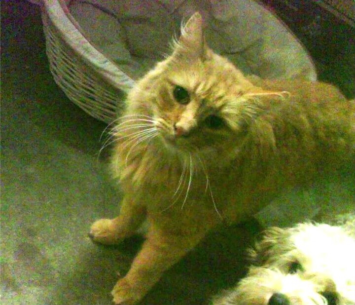 克罗地亚青少年马术选手在2024年全国青少年马术锦标赛中表现出色,获得多项荣誉。