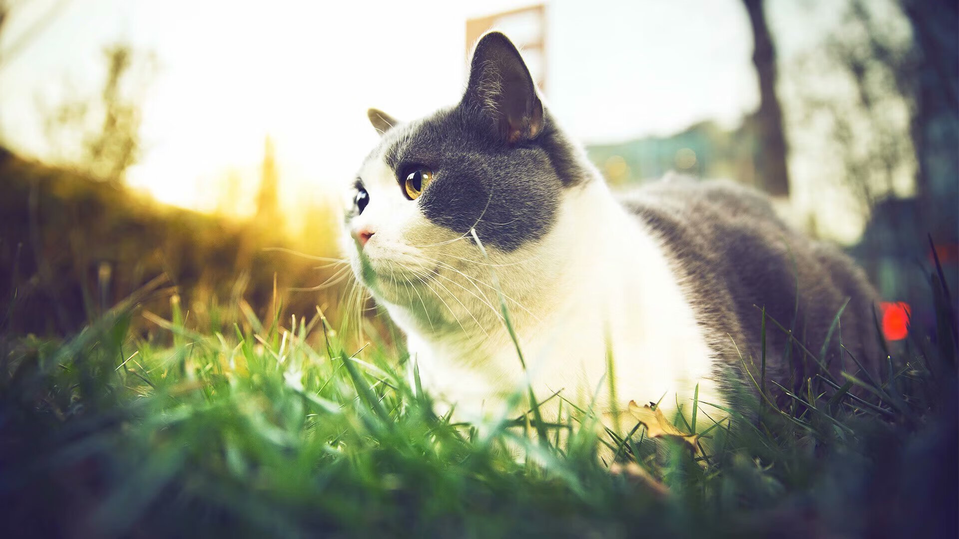 冠军之道:冠军球队的管理与战术策略,冠军足球攻略