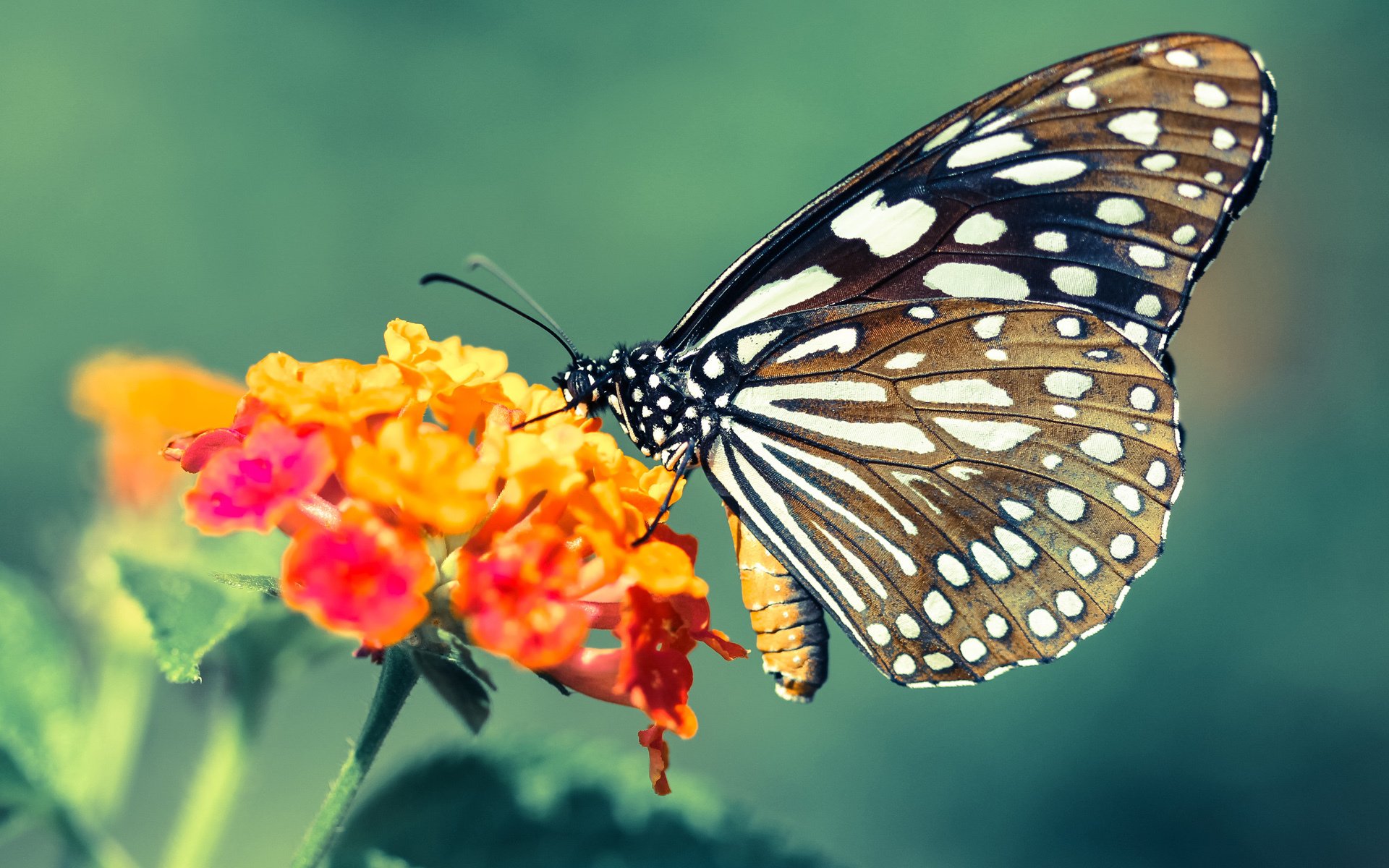 爱游戏体育官方网站-德甲各队纷纷推出定制化球迷礼包，增强互动体验，德甲各个球队赞助商