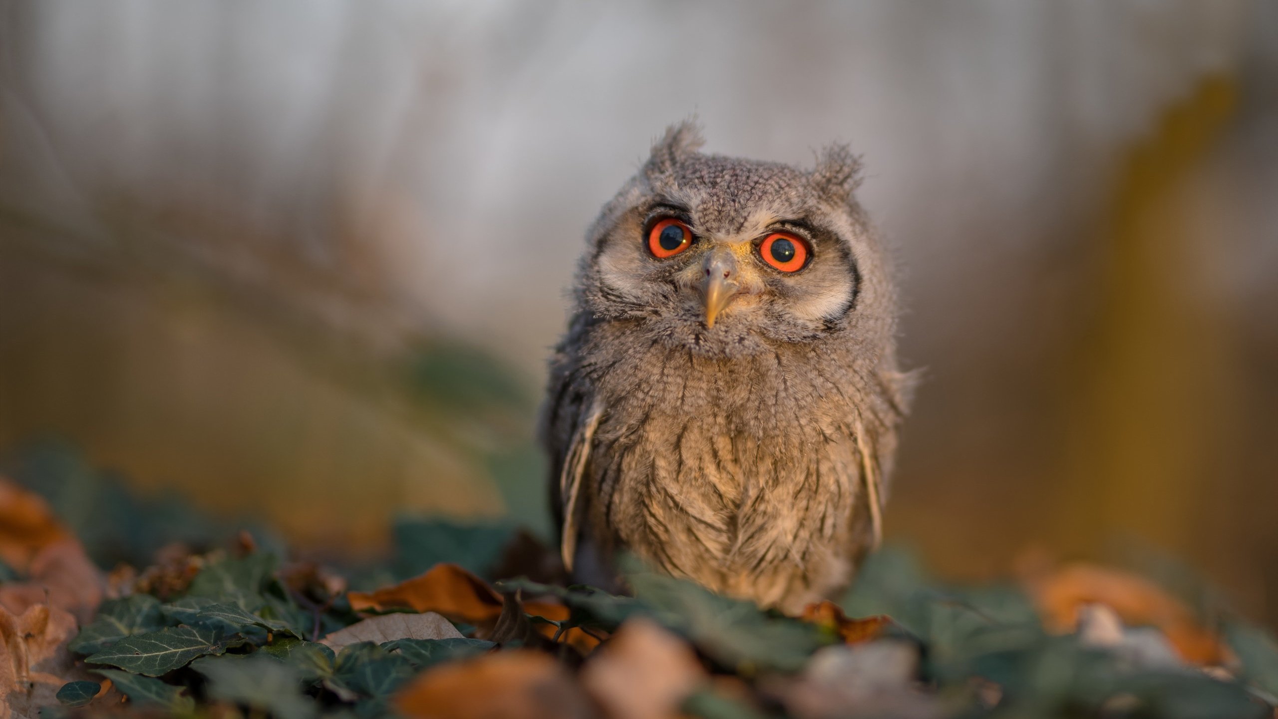 德甲:拜仁客场1-2爆冷,追赶者多特获得宝贵三分,拜仁多特比赛结果