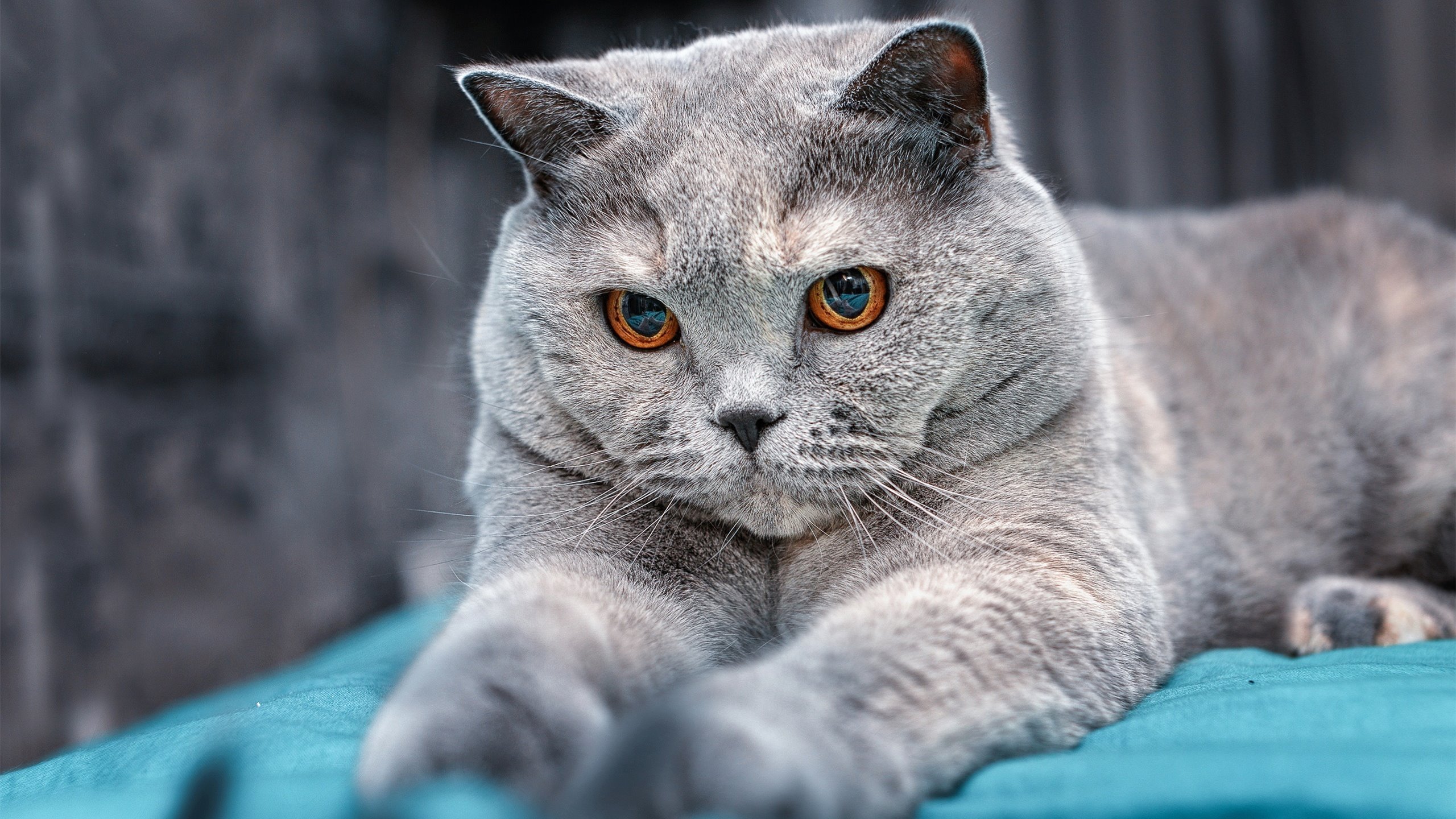 爱游戏娱乐平台-特色青训营地在全国重点区域持续扩大，青少年足球兴趣高涨，青训足球俱乐部怎么招生