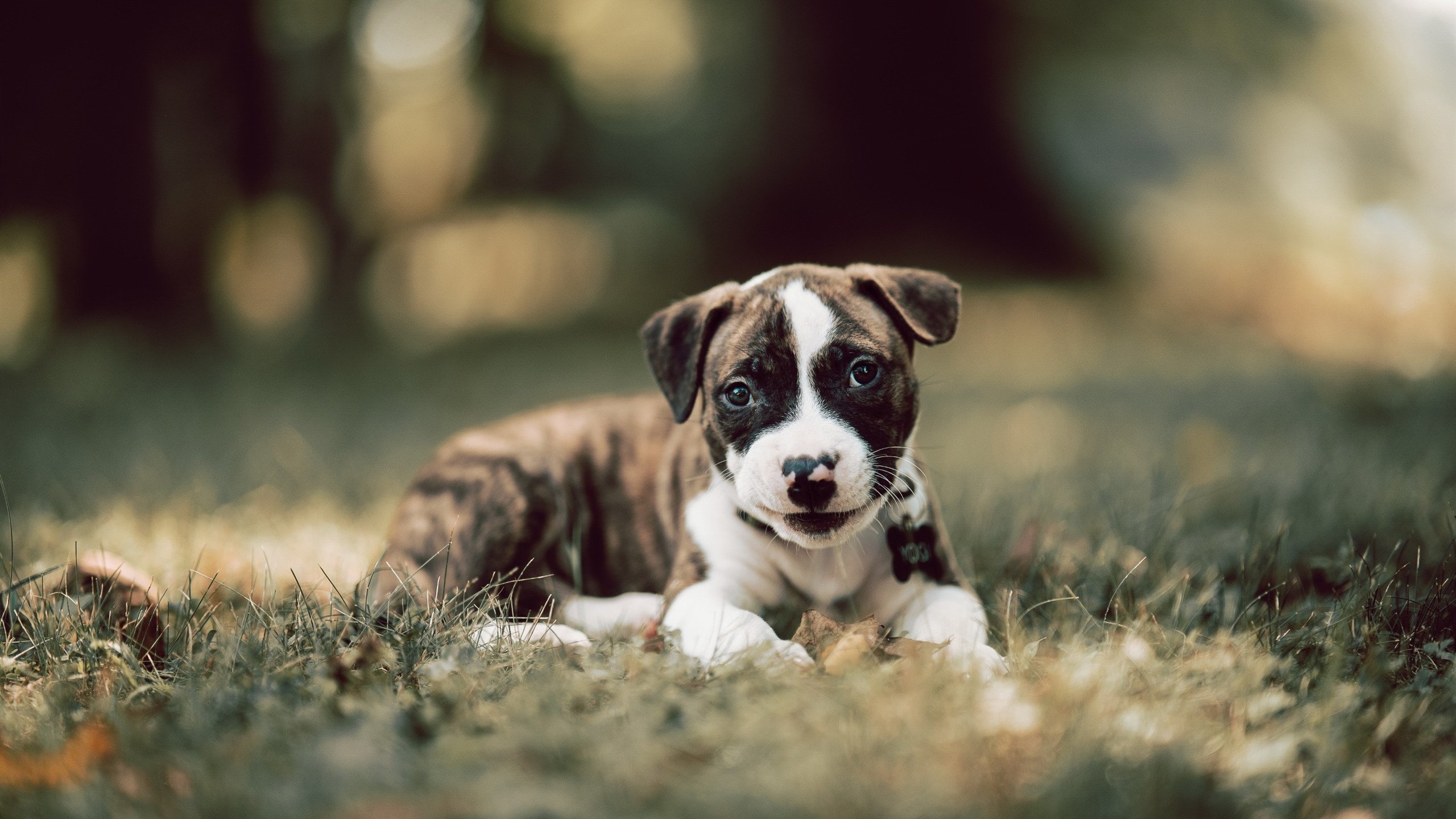 爱游戏体育app-球迷眼中的“年度欧冠瞬间”票选结果公布，例年欧冠冠军