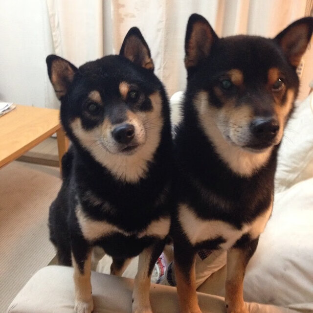 AYX SPORTS-北马其顿队在欧洲比赛中取得历史性胜利，北马其顿闯进欧洲杯