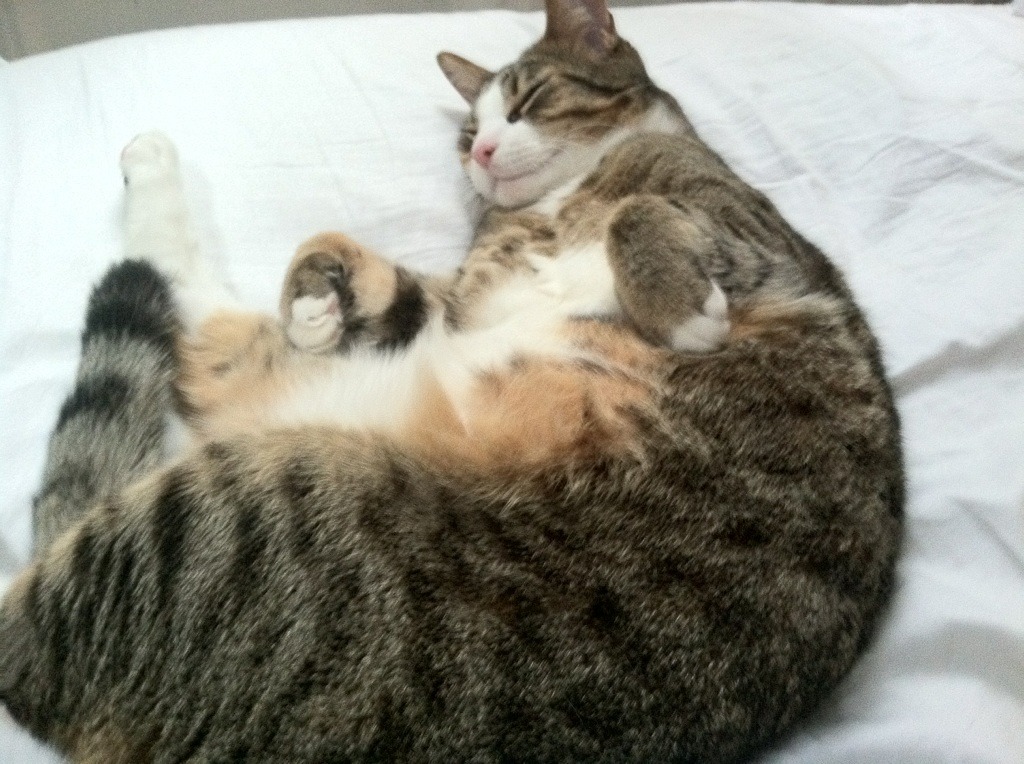 墨尔本联关键时刻发挥出色，墨尔本百度百科