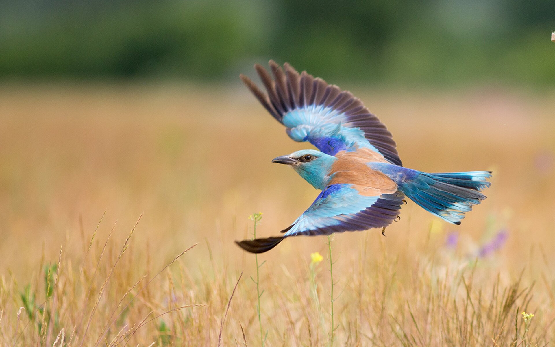 意甲联赛中一支球队受伤病困扰导致战力下降,意甲阵容