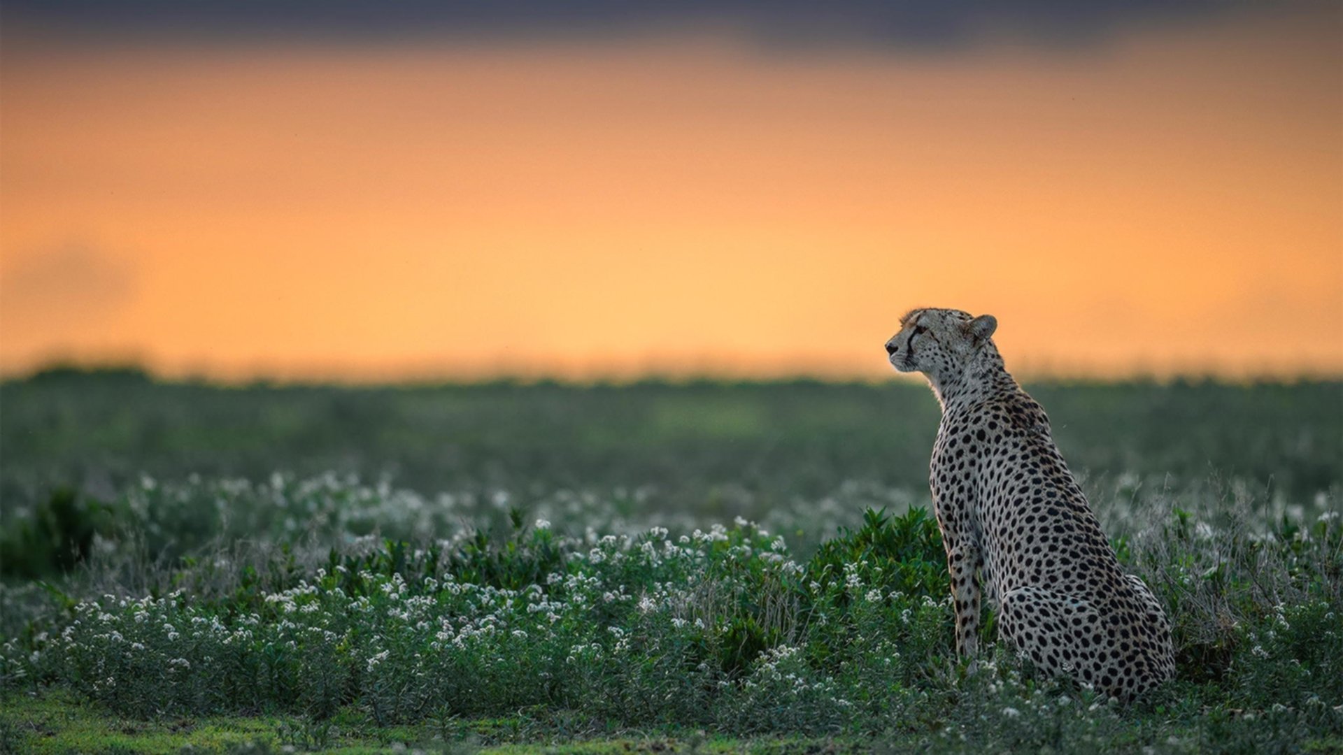 阿斯顿维拉击败沃特福德,继续保持不败,阿斯顿维拉vs沃特福德