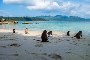 爱游戏中国官方登录入口网站-世界沙滩龙舟锦标赛中国团队表现优异，国际龙舟锦标赛