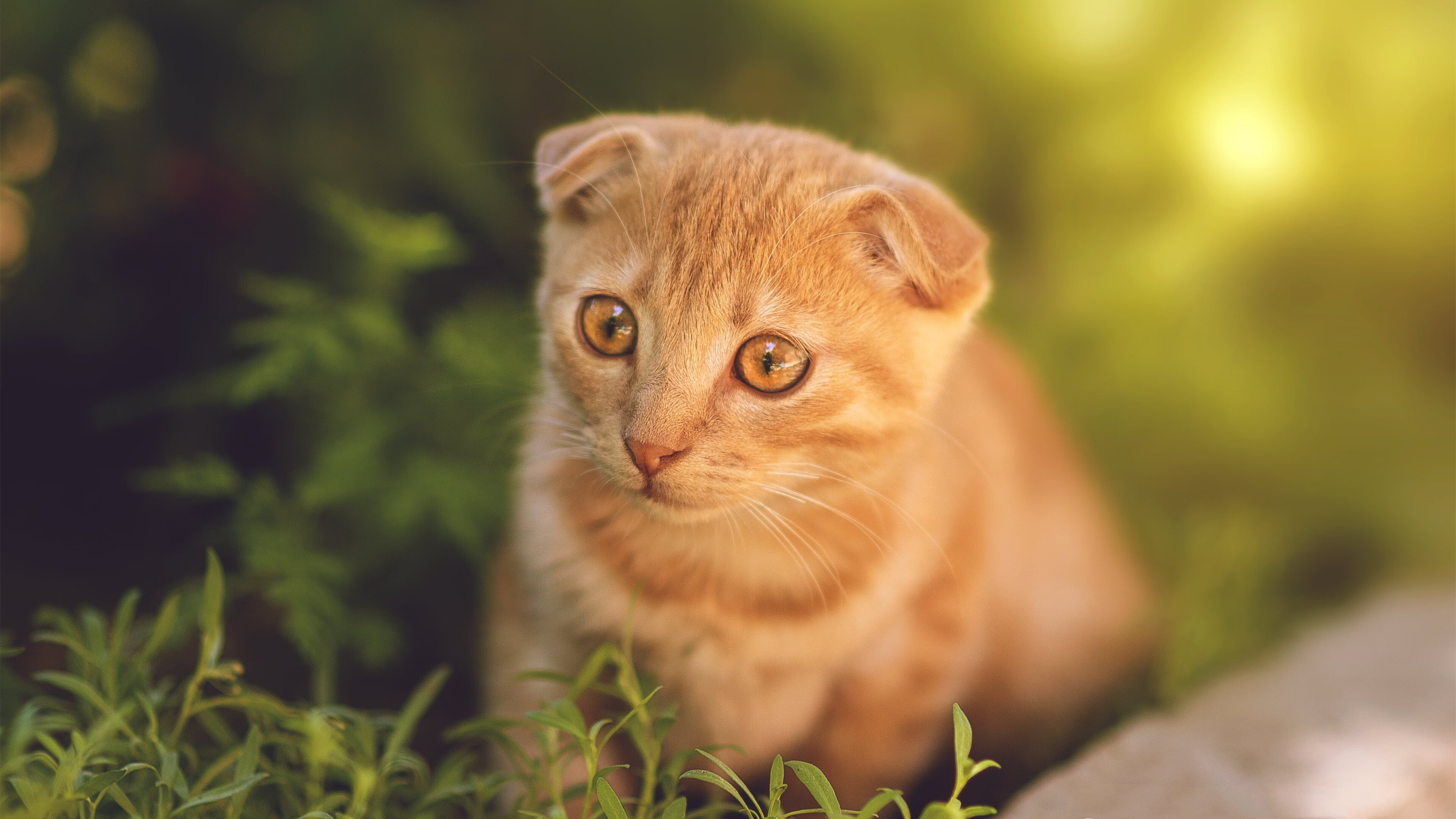 中国足球比赛节奏控制,中国足球比赛规则介绍