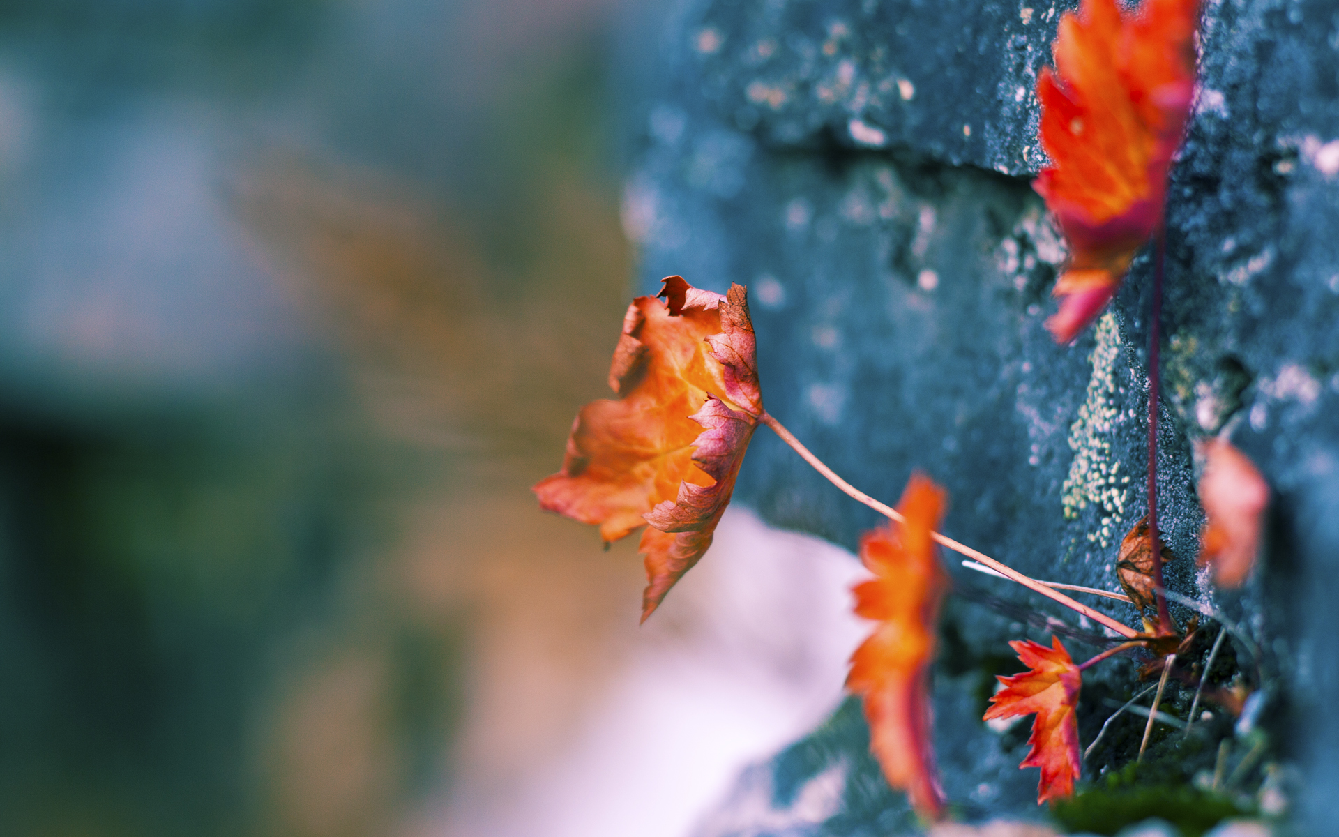 意甲球队基于心率变异性数据优化训练负荷管理,运动员心率变异性
