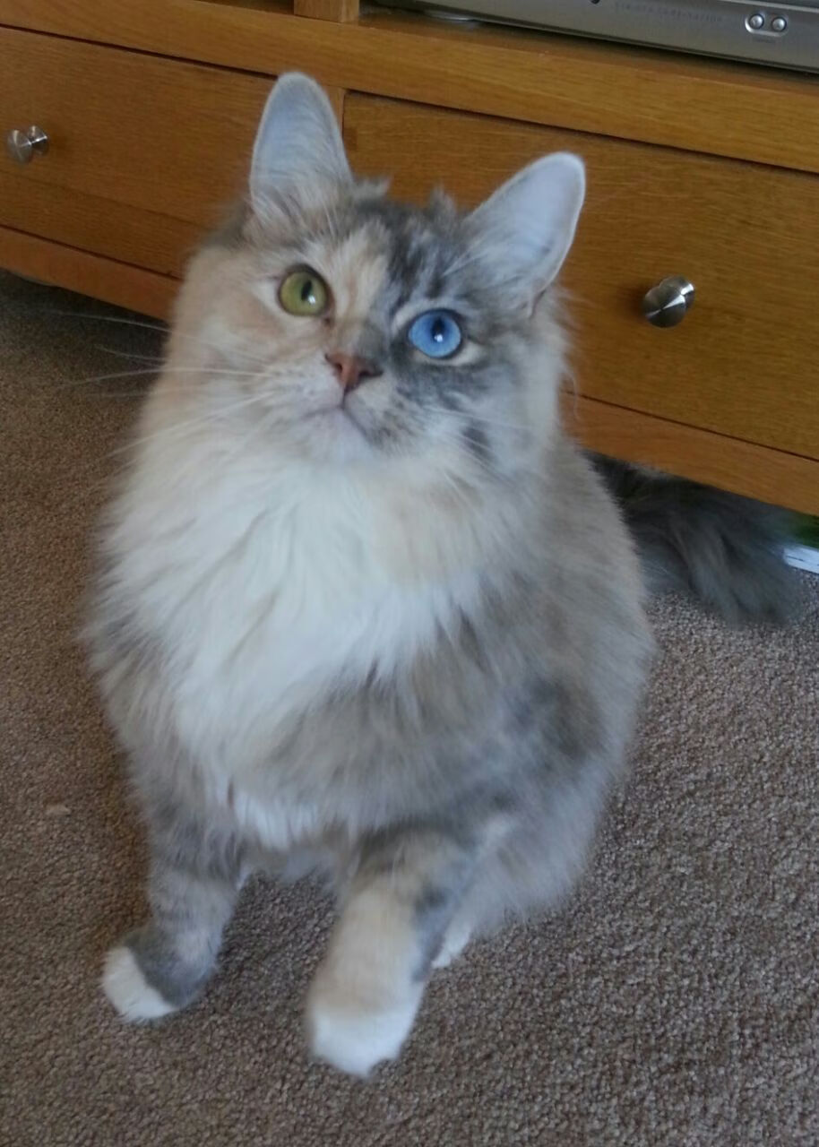 篮球专项技能动作捕捉技术研发与教学应用,篮球的专项技术动作