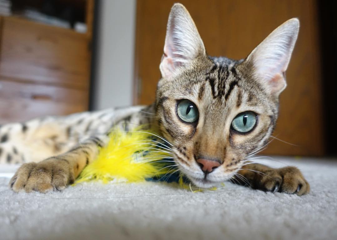 爱游戏电竞官网-PSG着手重建阵容，力争东山再起，psg队员介绍