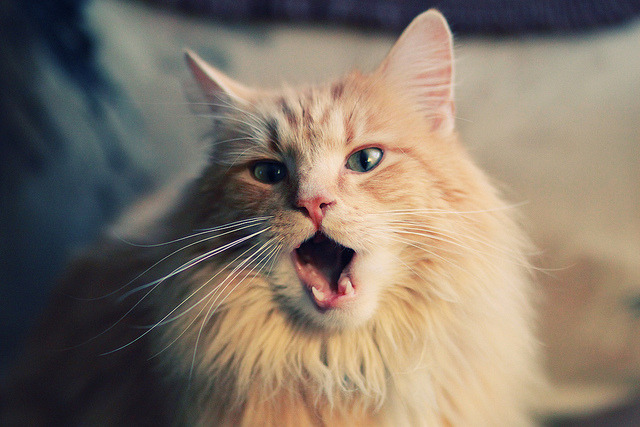 体育新闻中心构建体育赛事内容数字管理平台,体育赛事媒体运行服务