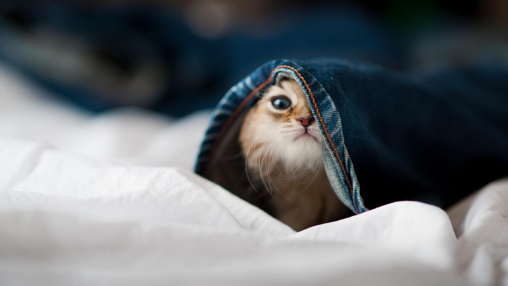 爱游戏娱乐网址-勒沃库森中锋支点作用激发进攻活力，勒沃库森厉害吗