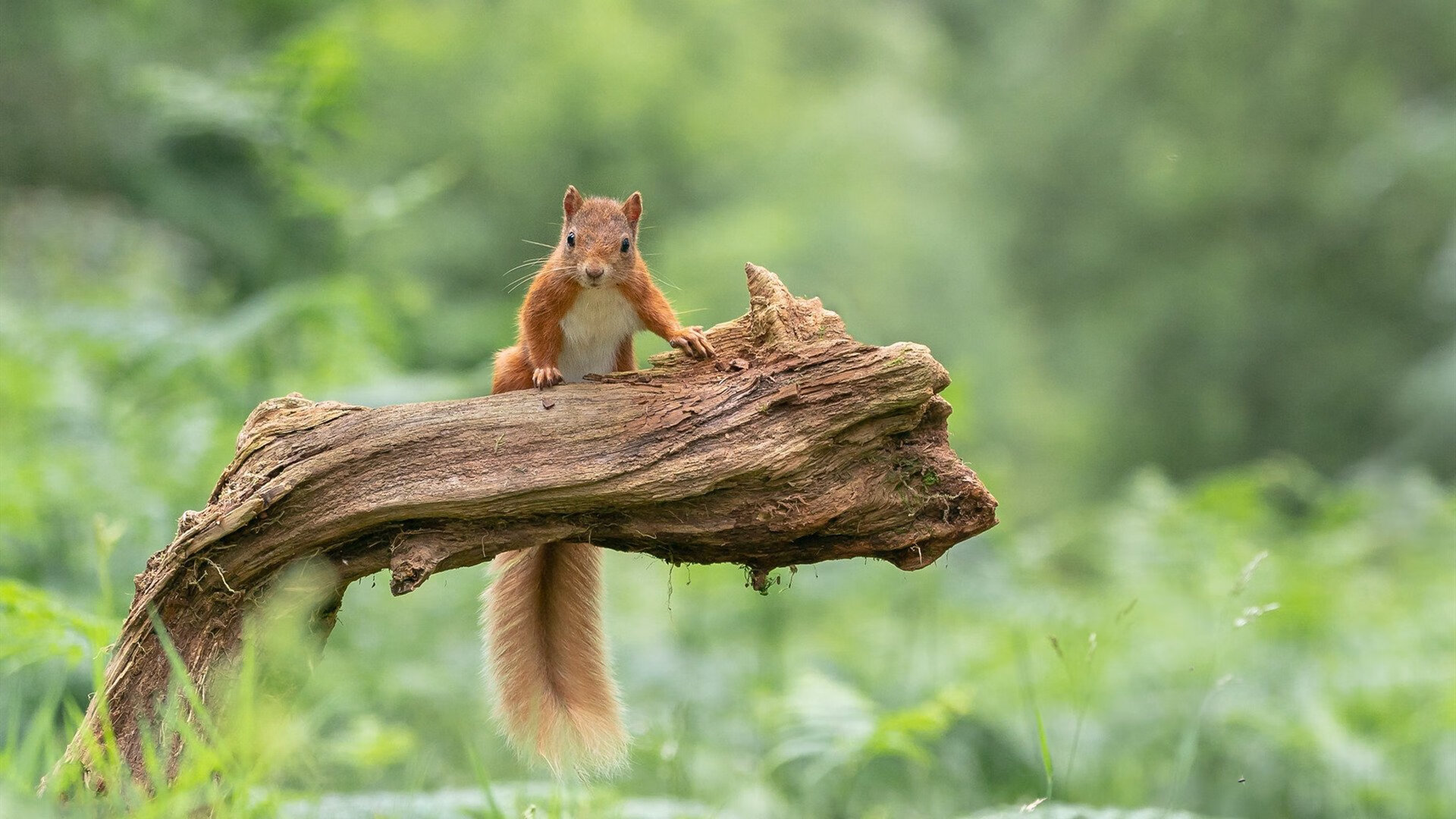 爱游戏中国官方网站平台-基层足球设施使用权纠纷问题突出，全国社会足球场地设施建设专项行动项目和资金管理办法