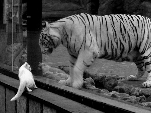 爱游戏-法甲豪门对决 巴黎圣日耳曼击败马赛，巴黎圣日耳曼vs马赛比分预测