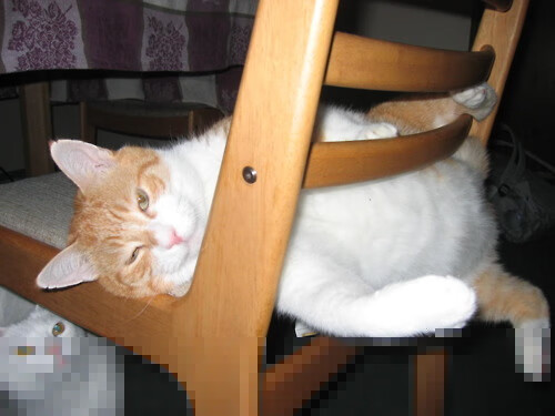 美洲杯激烈冲刺:明星拼搏,激情四溢,美洲杯视频集锦