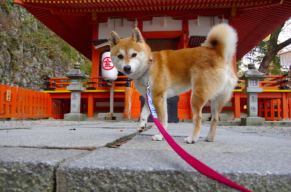 阿根廷女篮在南美锦标赛中夺冠,展示强大实力强势进入奥运会,阿根廷南美冠军