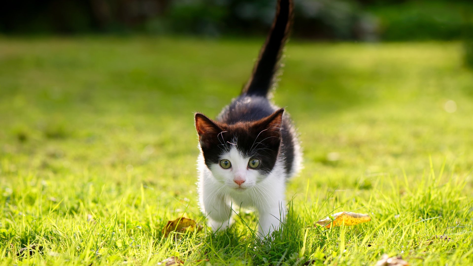 马克·阿特金森:南非队的秘密武器,突破对手防线如入无人之境